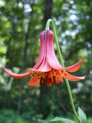 Canada Lily