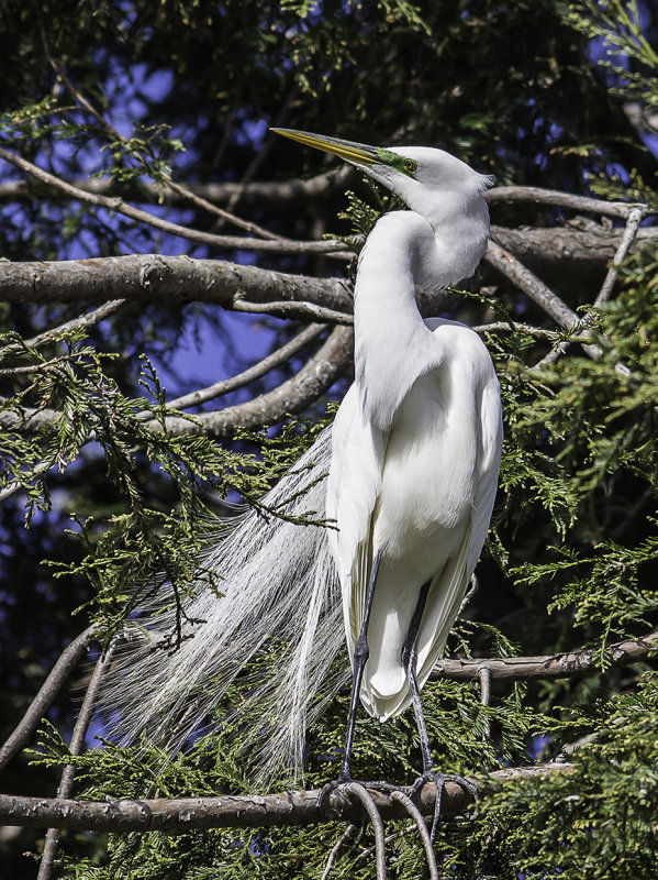 Great Egret _4150309-2.jpg
