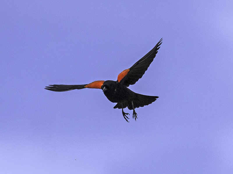 Red-winged Blackbird _4190746.jpg