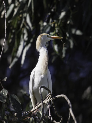 Cattle Egret _4160436.jpg