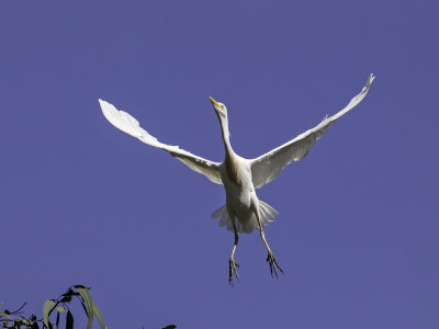 Cattle Egret _4301286.jpg