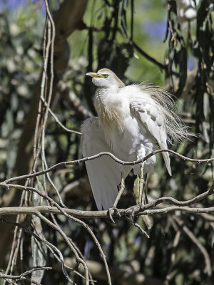 Cattle Egret _4301327.jpg