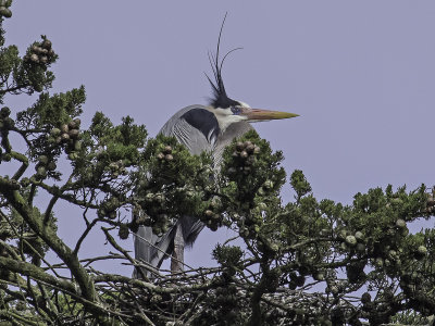 Great Blue Heron _3269512.jpg