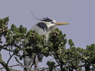 Great Blue Heron _3269516.jpg