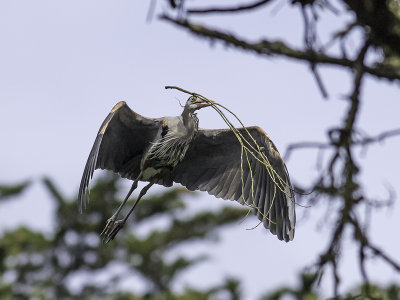 Great Blue Heron _3269575.jpg