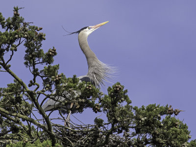 Great Blue Heron _3269678.jpg