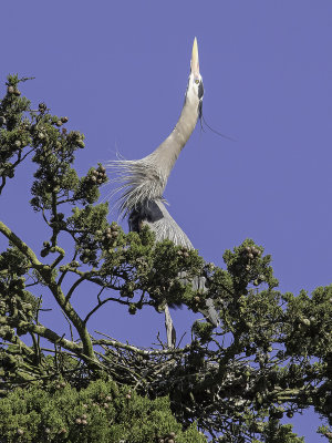 Great Blue Heron _4109871.jpg