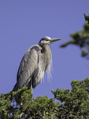 Great Blue Heron _4180619.jpg