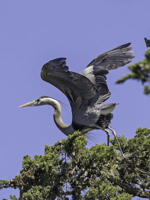 Great Blue Heron _4180640.jpg