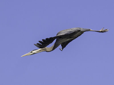 Great Blue Heron _4180643.jpg