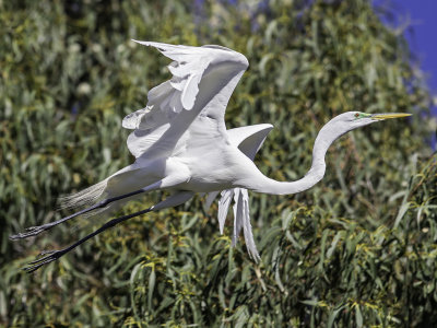 Great Egret _4160500.jpg