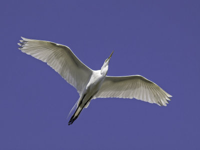 Great Egret _4200935.jpg