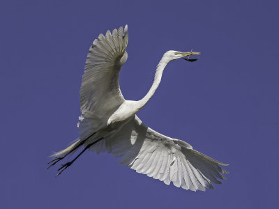 Great Egret _4231122.jpg