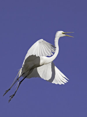 Great Egret _4231124.jpg