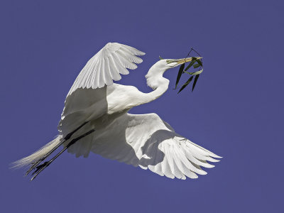 Great Egret _4231130.jpg