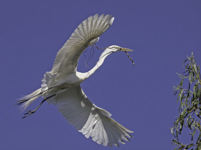 Great Egret _4231142.jpg