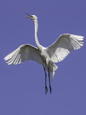 Great Egret _4231150.jpg