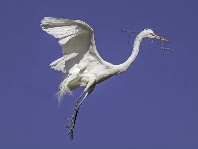 Great Egret _4231164.jpg