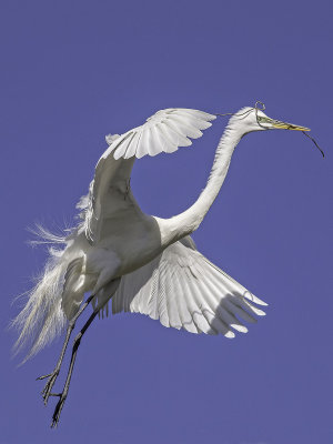 Great Egret _4231170.jpg