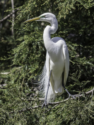 Great Egret _4301306.jpg