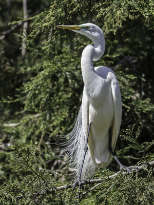 Great Egret _4301308.jpg