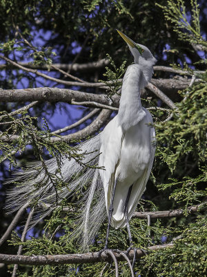 Great Egret _4150308-2.jpg