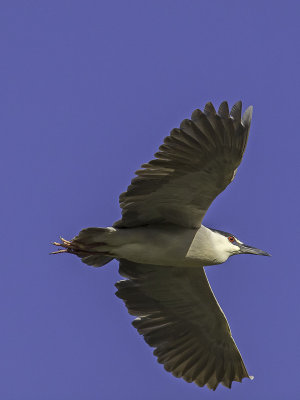 Black-crowned Night Heron _4150195.jpg