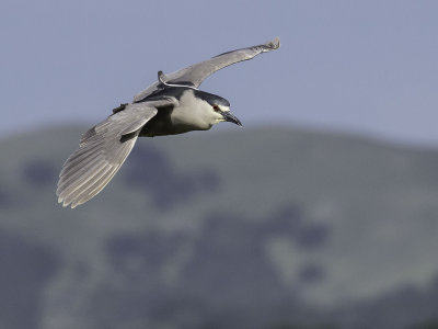 Black-crowned Night Heron _4190815.jpg