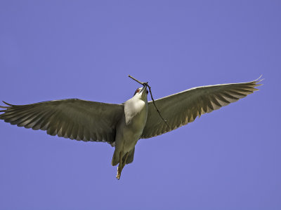 Black-crowned Night Heron _4200875.jpg