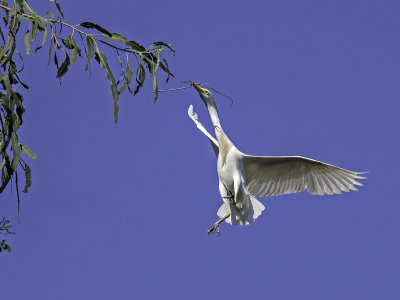 Cattle Egret _5031302.jpg