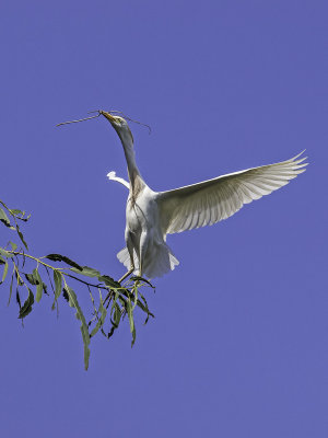 Cattle Egret _5031303.jpg