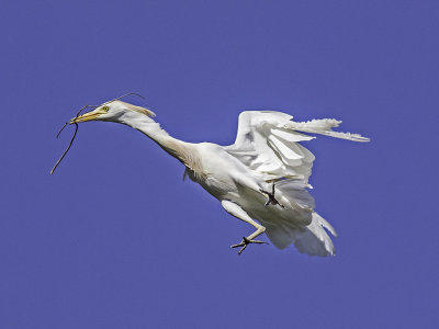 Cattle Egret _5031306.jpg