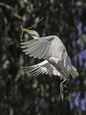 Cattle Egret _5031475.jpg