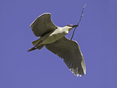 Black-crowned Night Heron _4231072.jpg