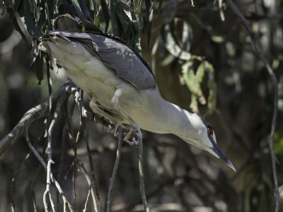 Black-crowned Night Heron _5031327.jpg