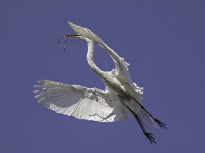 Great Egret _5031510.jpg