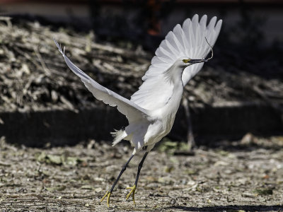 Snowy Egret _5031293.jpg