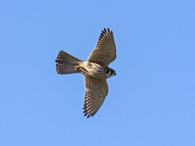 Kestrel female _2119417.jpg