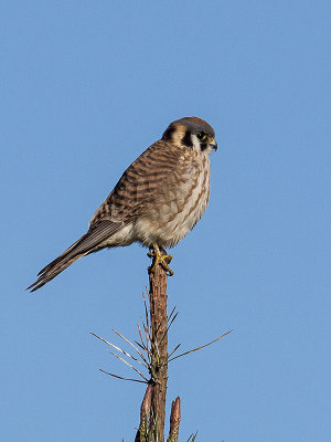Kestrel female _2119426.jpg