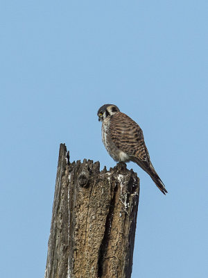 Kestrel female _2179443.jpg