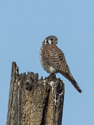 Kestrel female _2179445.jpg