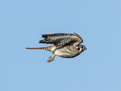 Kestrel female _2179447.jpg