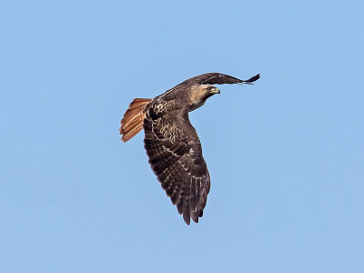 Red-tailed Hawk _1319561.jpg