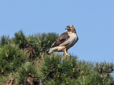 Red-tailed Hawk _1319574.jpg