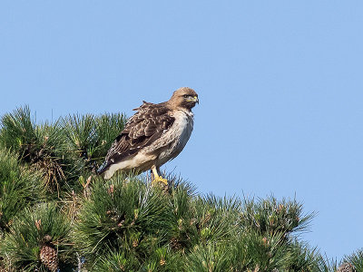 Red-tailed Hawk _1319576.jpg