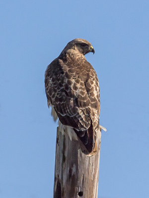 Red-tailed Hawk _2119431.jpg