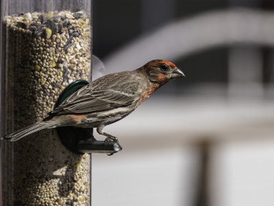 House FInch _4059790.jpg