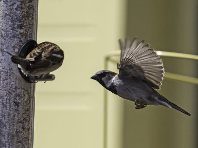 House Sparrow _4069839.jpg