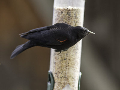 Red-winged Blackbird _4069857.jpg