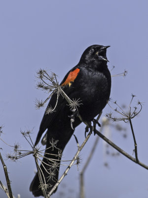 Red-winged Blackbird _4120083.jpg